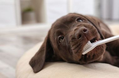 Delray Beach, FL 33446 Veterinarian | West Delray Veterinary