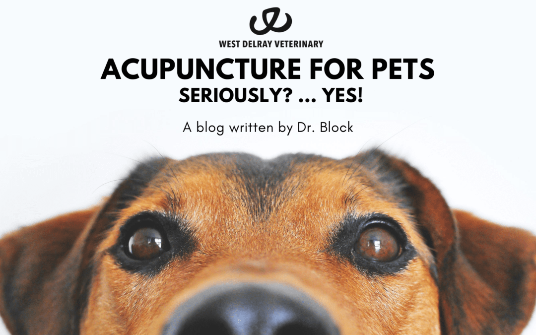 Acupuncture for Pets – Seriously?… YES!