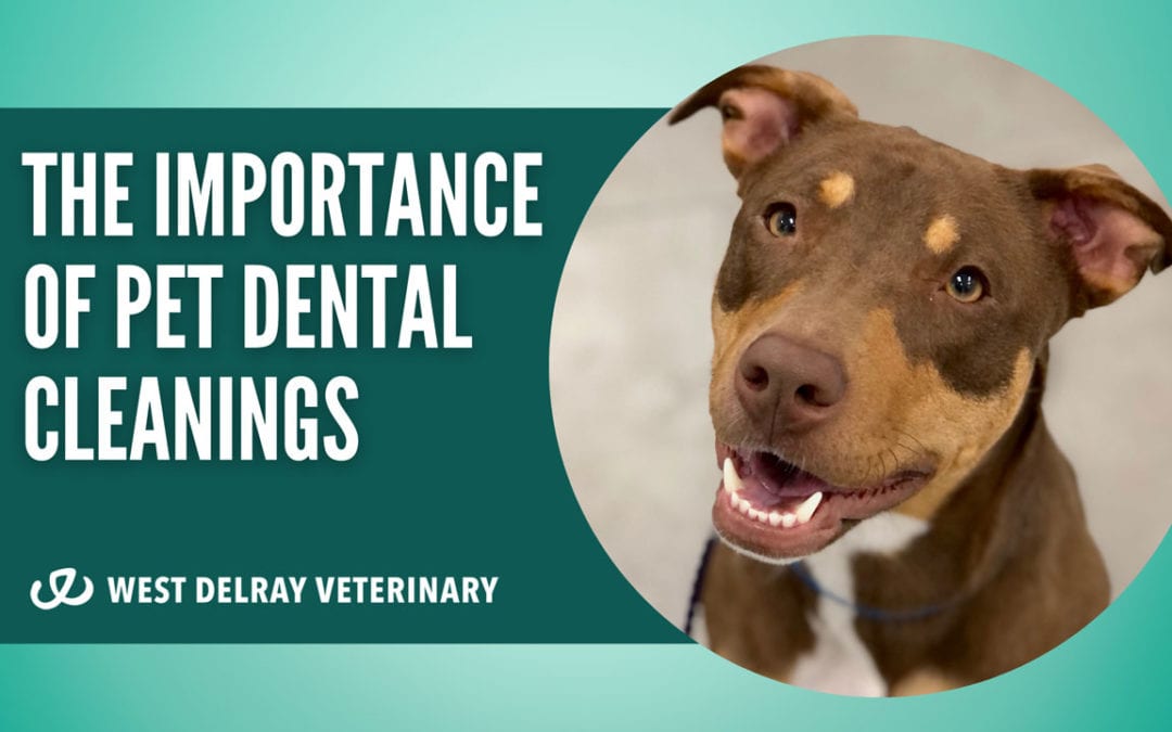 The Importance of Pet Dental Cleanings
