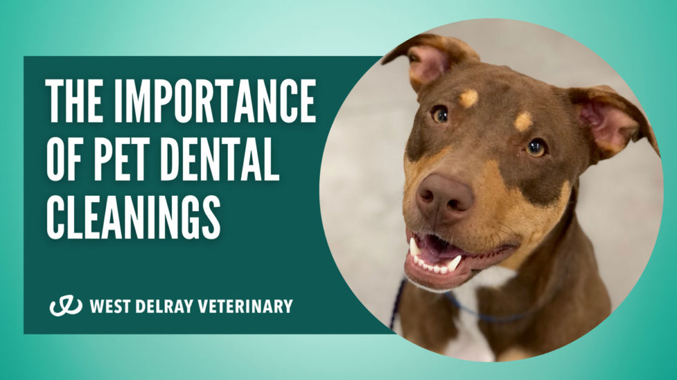 The Importance Of Pet Dental Cleanings West Delray Veterinary