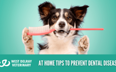 At Home Tips To Prevent Dental Disease