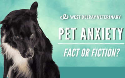 Pet Anxiety… Fact or Fiction?