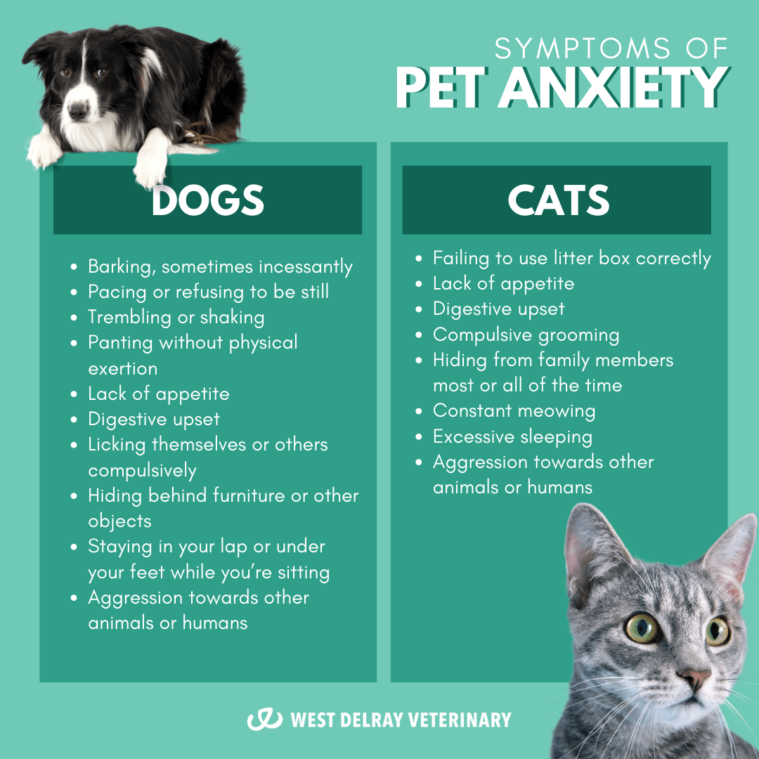 Pet Anxiety… Fact Or Fiction? West Delray Veterinary