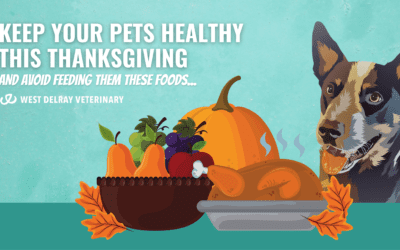 Keep Your Pet’s Healthy This Thanksgiving & Avoid Feeding Them These Foods…