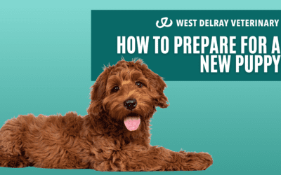 How to Prepare for a New Puppy