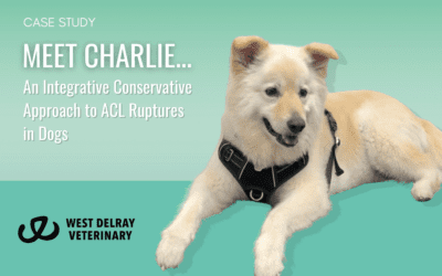 Meet Charlie: An Integrative Conservative Approach to ACL Ruptures in Dogs