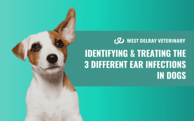 Identifying & Treating the 3 Different Ear Infections in Dogs