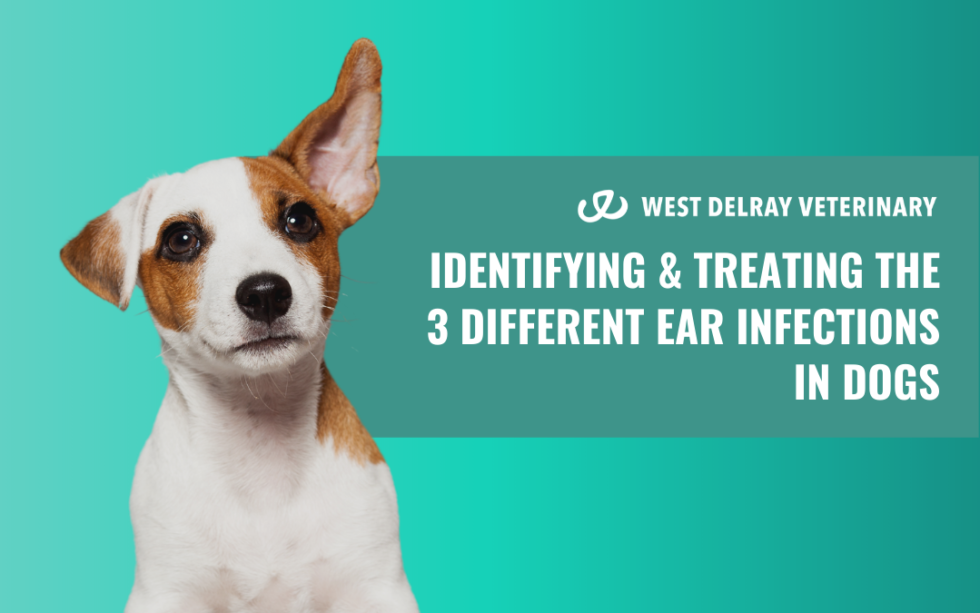 Identifying & Treating The 3 Different Ear Infections In Dogs West Delray Veterinary