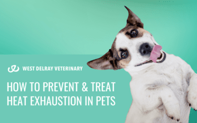 How to Prevent & Treat Heat Exhaustion in Pets