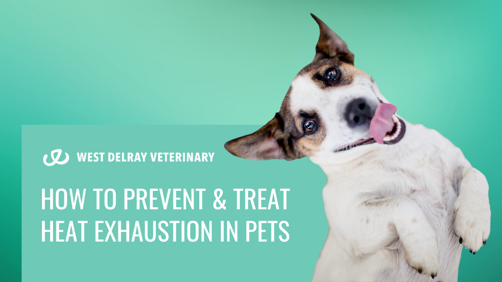 How to Prevent & Treat Heat Exhaustion in Pets