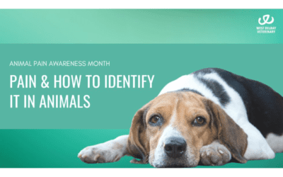 Animal Pain Awareness Month: Pain & How to Identify it in Animals