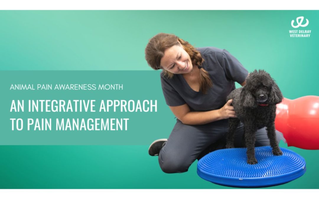 Animal Pain Awareness Month: An Integrative Approach to Pain Management