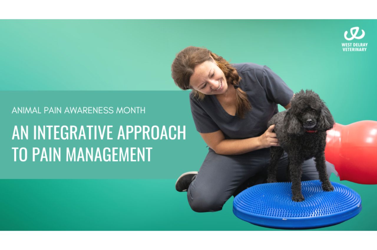 Animal Pain Awareness Month An Integrative Approach To Pain Management