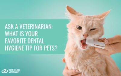 Ask a Veterinarian: What is Your Favorite Dental Hygiene Tip for Pets?