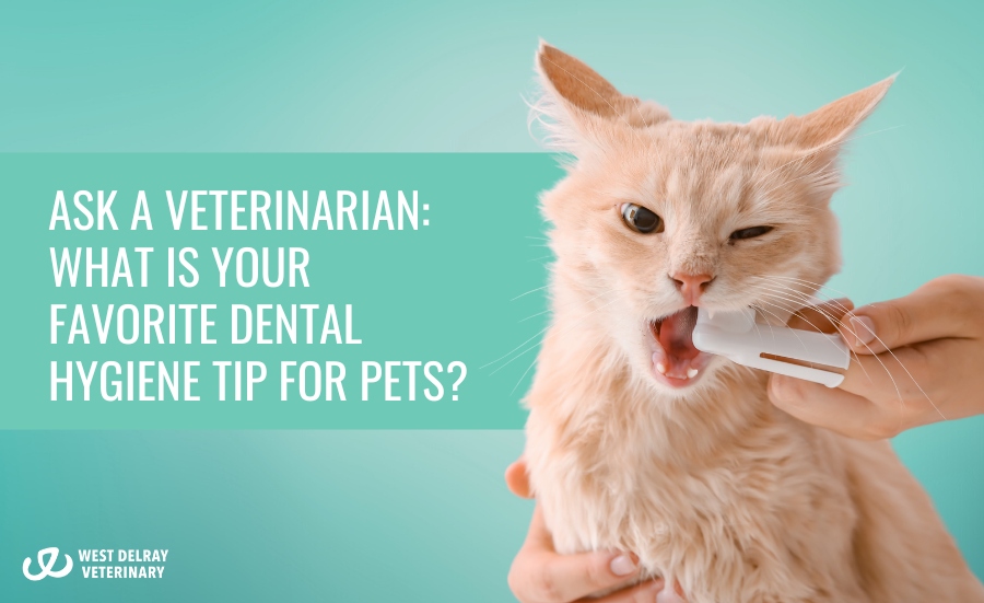 Ask a Veterinarian: What is Your Favorite Dental Hygiene Tip for Pets?