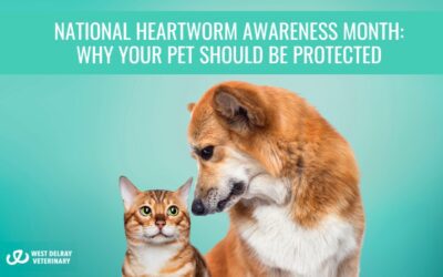 National Heartworm Awareness Month: Why Your Pet Should be Protected