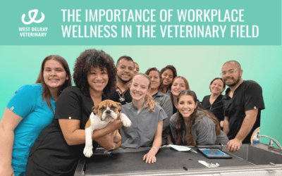 The Importance of Workplace Wellness in the Veterinary Field