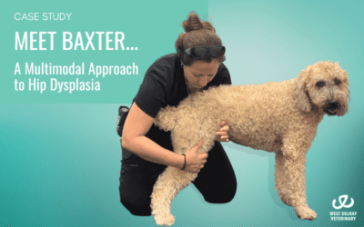 Meet Baxter: A Multimodal Approach to Hip Dysplasia