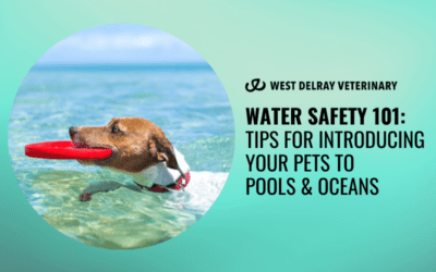 Water Safety 101: Tips for Introducing Your Pets to Pools and Oceans