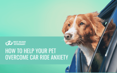 How to Help Your Pet Overcome Car Ride Anxiety: Preparing for Summer Road Trips with Mindful Vet Care