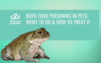 Bufo Toad Poisoning in Pets: What to Do & How to Treat It