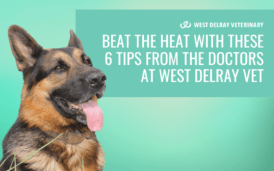 Beat the Heat with These 6 Tips from the Doctors at West Delray Vet