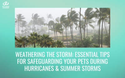 Weathering the Storm: Essential Tips for Safeguarding Your Pets during Hurricanes & Summer Storms