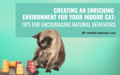 Creating an Enriching Environment for Your Indoor Cat: Tips for Encouraging Natural Behaviors