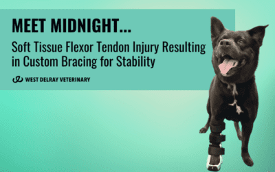 Meet Midnight: Soft Tissue Flexor Tendon Injury Resulting in Custom Bracing for Stability