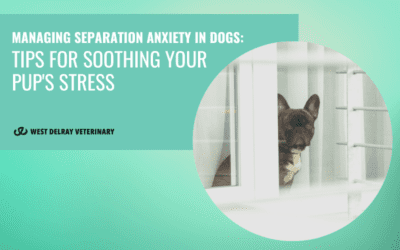 Managing Separation Anxiety in Dogs: Tips for Soothing Your Pup’s Stress