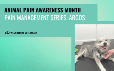 Animal Pain Awareness Month Pain Management Series: Argos