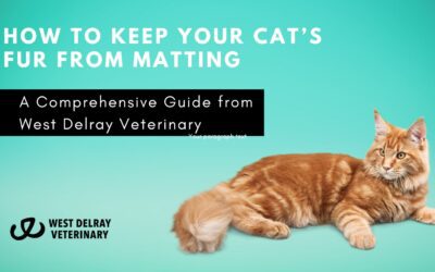 How to Keep Your Cat’s Fur from Matting: A Comprehensive Guide from West Delray Veterinary
