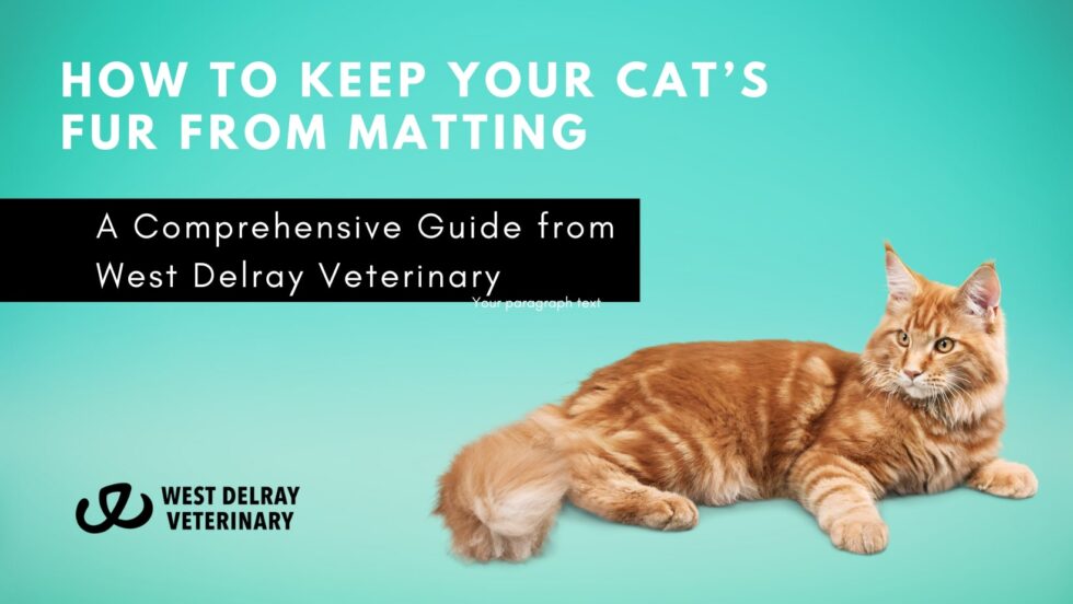 How To Keep Your Cat’s Fur From Matting A Comprehensive Guide From