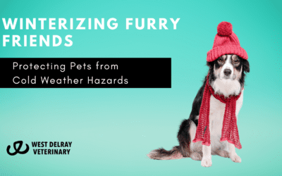 Winterizing Furry Friends: Protecting Pets from Cold Weather Hazards