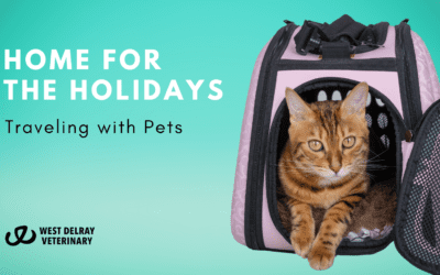Home For The Holidays – Traveling With Pets