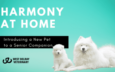 Harmony at Home: A Mindful Approach to Introducing a New Pet to a Senior Companion