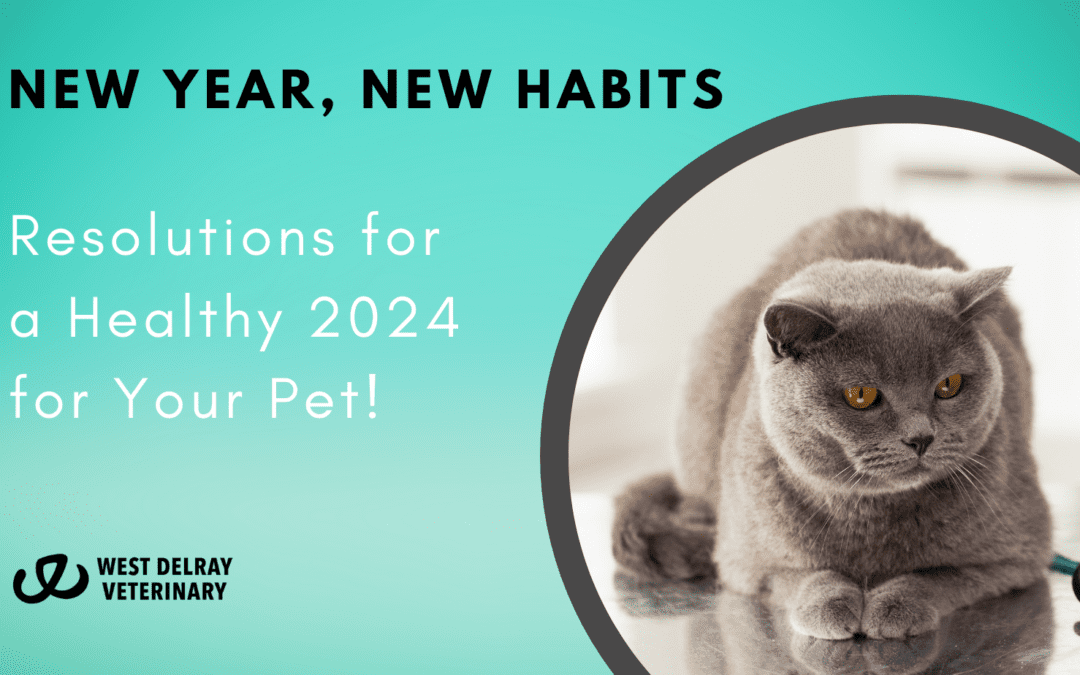 New Year, New Habits: Resolutions for a Healthy 2024 for Your Pet