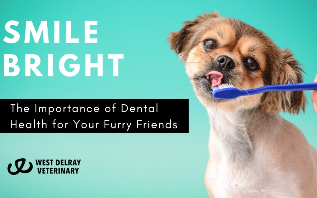 Smile Bright: The Importance of Dental Health for Your Furry Friends