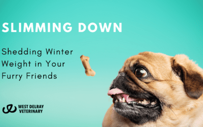 Slimming Down: Shedding Winter Weight in Your Furry Friends