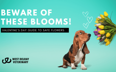 Beware of These Blooms: Flowers in Valentine’s Day Bouquets that Can Harm Your Furry Friends