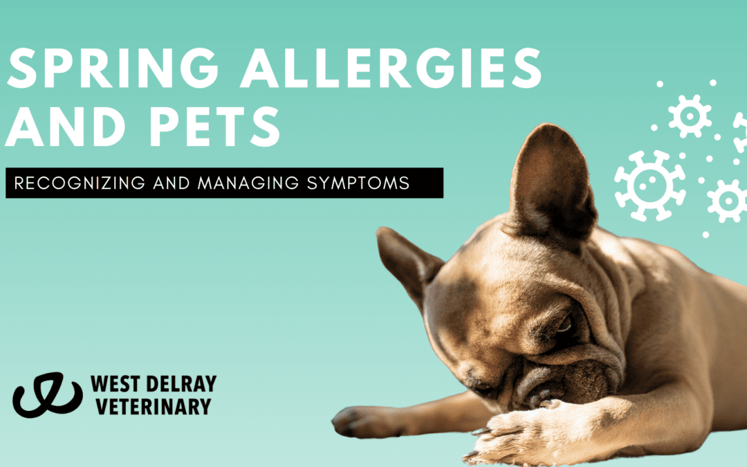 Spring Allergies and Pets