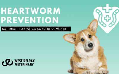 Protect Your Pet: National Heartworm Awareness Month
