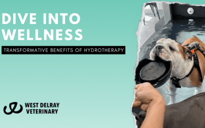 Dive into Wellness: The Transformative Benefits of Hydrotherapy for Dogs