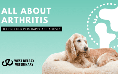 All About Arthritis in Our Furry Friends: Keeping Them Happy and Active!