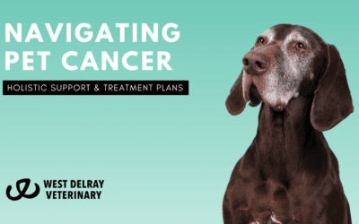 Navigating Pet Cancer with Holistic Support