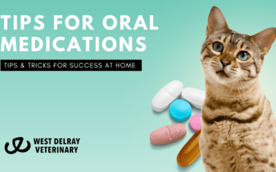 How to Give Oral Medication to Dogs and Cats