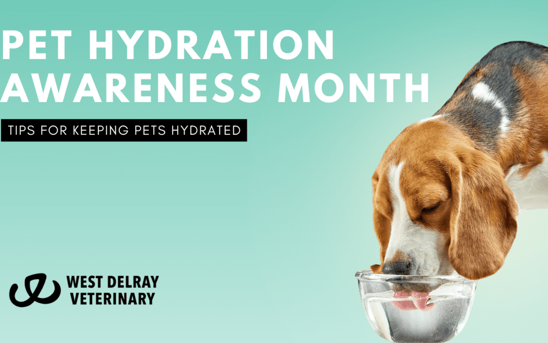 National Pet Hydration Awareness Month
