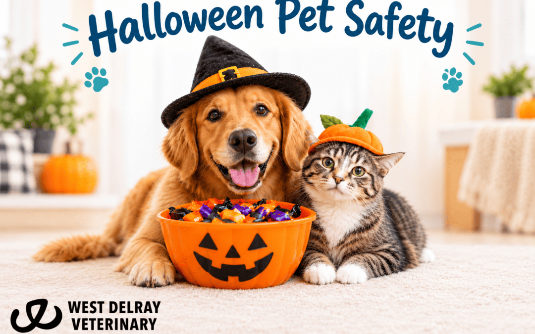 A More Mindful Holiday Season: Keeping Your Pets Happy, Healthy, and Safe